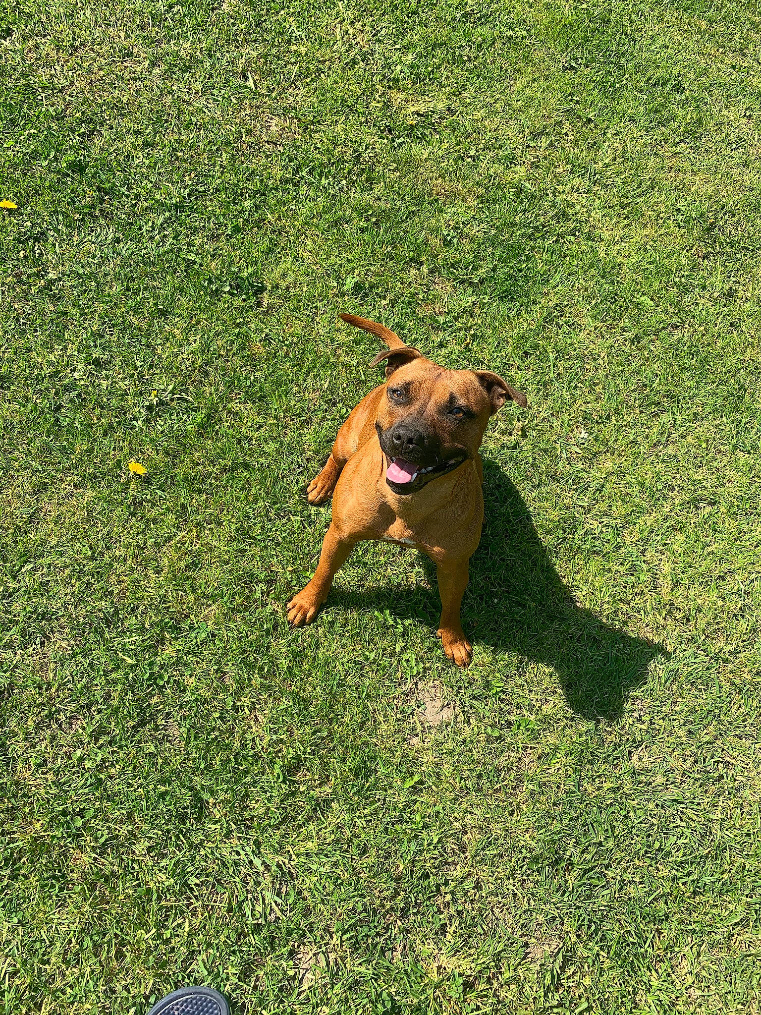 Priska a rejoint le concours — aidez-le/la à gagner de superbes lots ! artificial_turf, canidae, carnivore, companion_dog, dog, dog_breed, fawn, grass, grassland, groundcover, guard_dog, lawn, pasture, people_in_nature, plant, shadow, sporting_group, tail, working_animal, working_dog