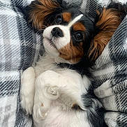 Tilly is registered to the contest to win money with this photo: dog, puppy, cavalier_king_charles_spaniel, blanket, plaid, white, black, brown, fur, cute, pet, snuggling, resting, indoors, cozy, soft, laptop, keyboard, closeup, portrait