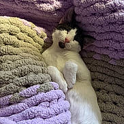 Serj Tankian is registered to the contest to win money with this photo: animal, black_and_white, blanket, cat, close_up, comfort, cozy, cuddly, cute, fur, indoor, nap, pastel_colors, peaceful, pet, relaxation, resting, sleeping, soft_texture, whiskers