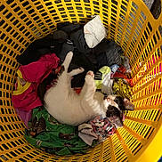 Serj Tankian joined the competition — help win amazing prizes! cat, kitten, laundry_basket, clothes, colorful, yellow, indoor, pet, resting, cute, curious, feline, soft, cozy, playful, young, domestic, animal, fabric, basket