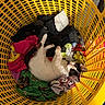 cat, kitten, laundry_basket, clothes, colorful, yellow, indoor, pet, resting, cute, curious, feline, soft, cozy, playful, young, domestic, animal, fabric, basket