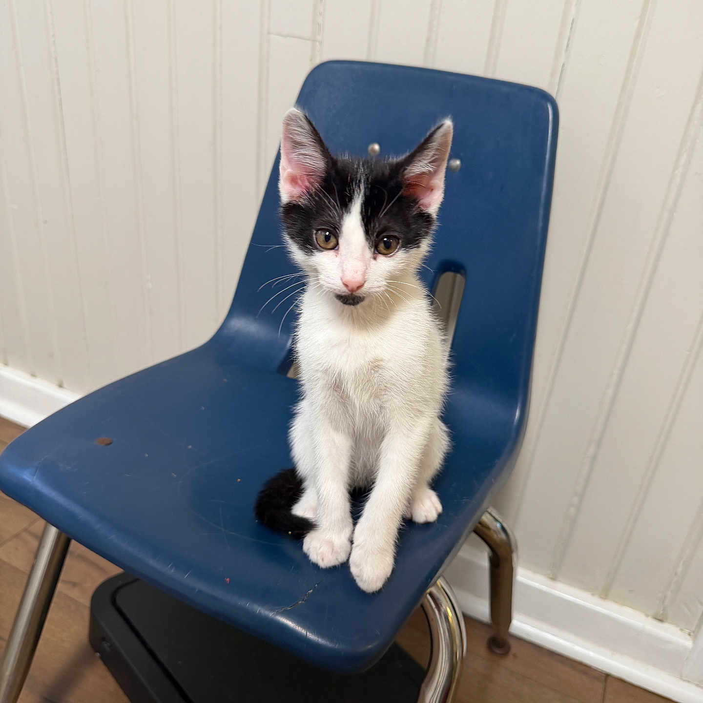 Serj Tankian is registered to the contest to win money with this photo: kitten, cat, black_and_white, blue_chair, indoor, wooden_floor, wall, pet, animal, sitting, young_cat, curious, fur, whiskers, ears, flooring, chair_leg, domestic_cat, cute, small