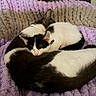 Serj Tankian joined the competition — help win amazing prizes! cat, black_and_white, sleeping, curled_up, blanket, knitted, cozy, indoor, pet, fur, resting, cute, animal, companion, relaxed, two_cats, soft, warm, comfortable, domestic