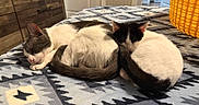 Serj Tankian joined the competition — help win amazing prizes! cat, sleeping, indoor, bed, blanket, pattern, tail, fur, cozy, rest, cute, animal, pet, domestic_cat, two_animals, close_up, relaxation, snuggle, black_and_white, home