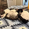 cat, sleeping, indoor, bed, blanket, pattern, tail, fur, cozy, rest, cute, animal, pet, domestic_cat, two_animals, close_up, relaxation, snuggle, black_and_white, home