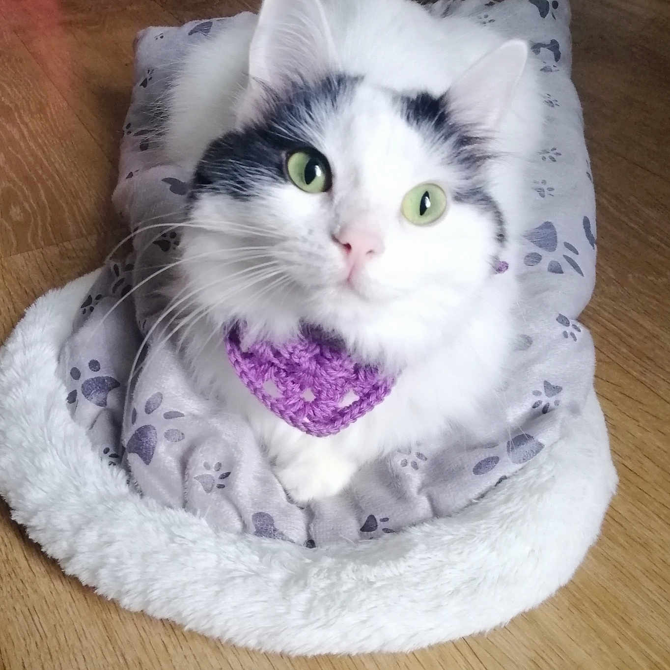 Micha participe au concours pour gagner de l'argent avec cette photo : abyssinian, angora, animal, art, blanket, canine, cat, cushion, dog, homedecor, kitten, manx, person, pet, porcelain, pottery, purple, quilt, rug, sleeping