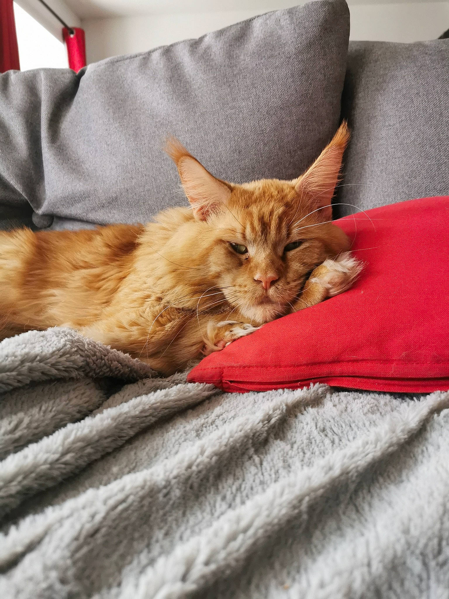 Pataud participe au concours pour gagner de l'argent avec cette photo : bed, bedding, carnivore, cat, claw, comfort, couch, domestic_short_haired_cat, duvet, fawn, felidae, fur, linens, small_to_medium_sized_cats, snout, tail, textile, throw_pillow, whiskers, wood