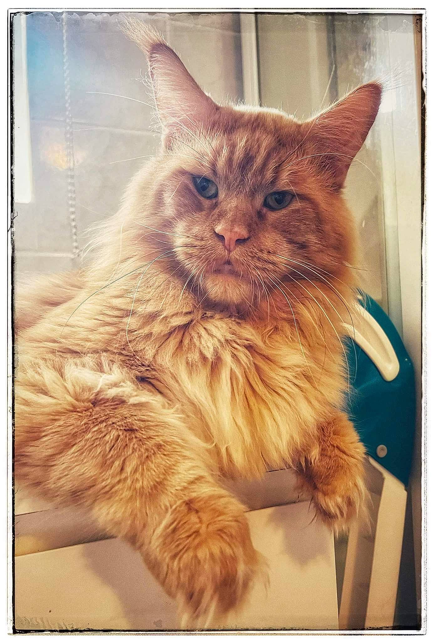 Pataud a rejoint le concours — aidez-le/la à gagner de superbes lots ! carnivore, cat, claw, domestic_short_haired_cat, fawn, felidae, fur, maine_coon, paper_product, paw, photo_caption, plant, rectangle, small_to_medium_sized_cats, snout, square, tail, whiskers