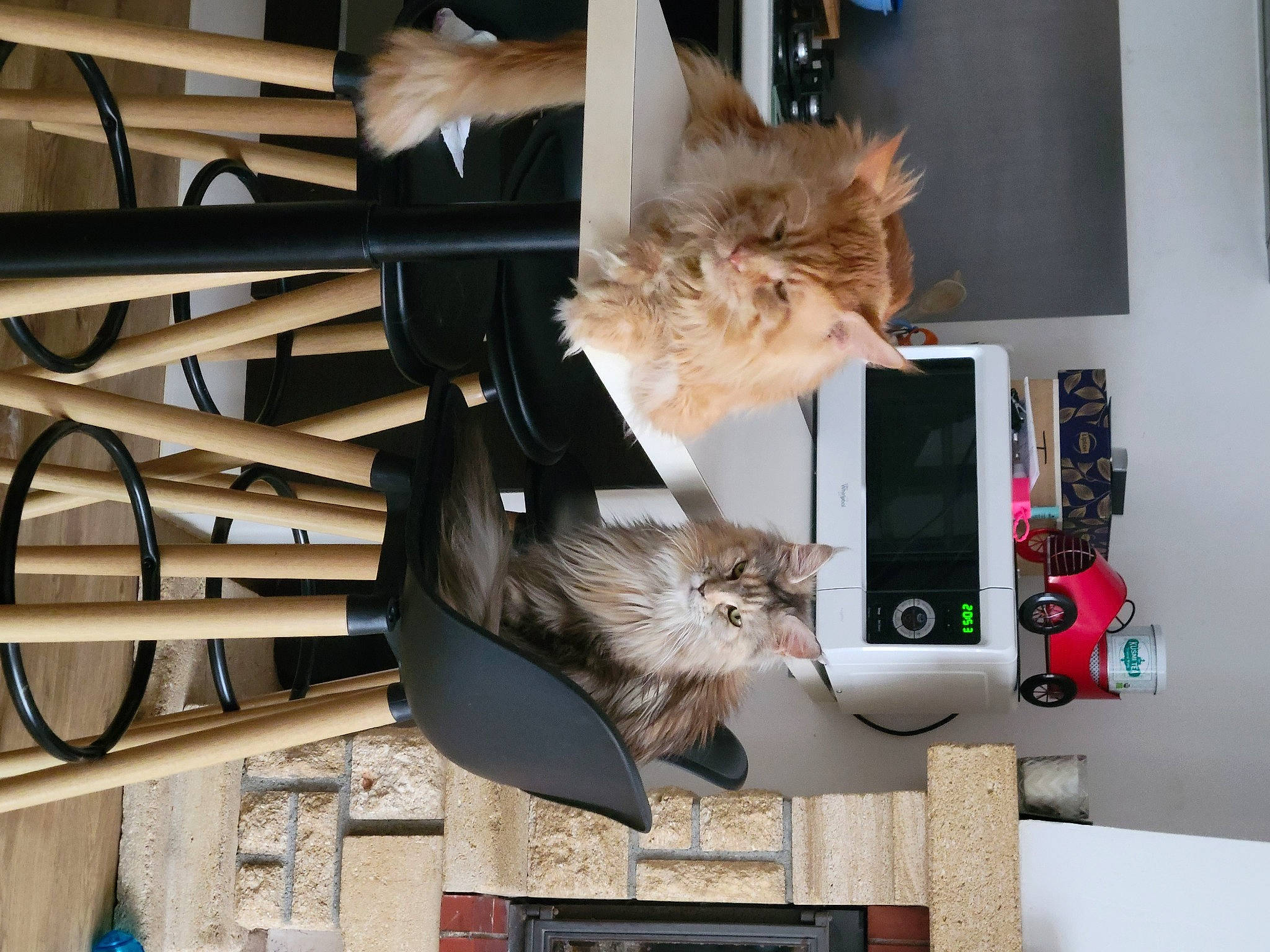 Pataud participe au concours pour gagner de l'argent avec cette photo : carnivore, cat, domestic_short_haired_cat, fawn, felidae, fur, home_appliance, machine, major_appliance, metal, picture_frame, room, shelf, shelving, small_to_medium_sized_cats, tail, vehicle, whiskers, wood