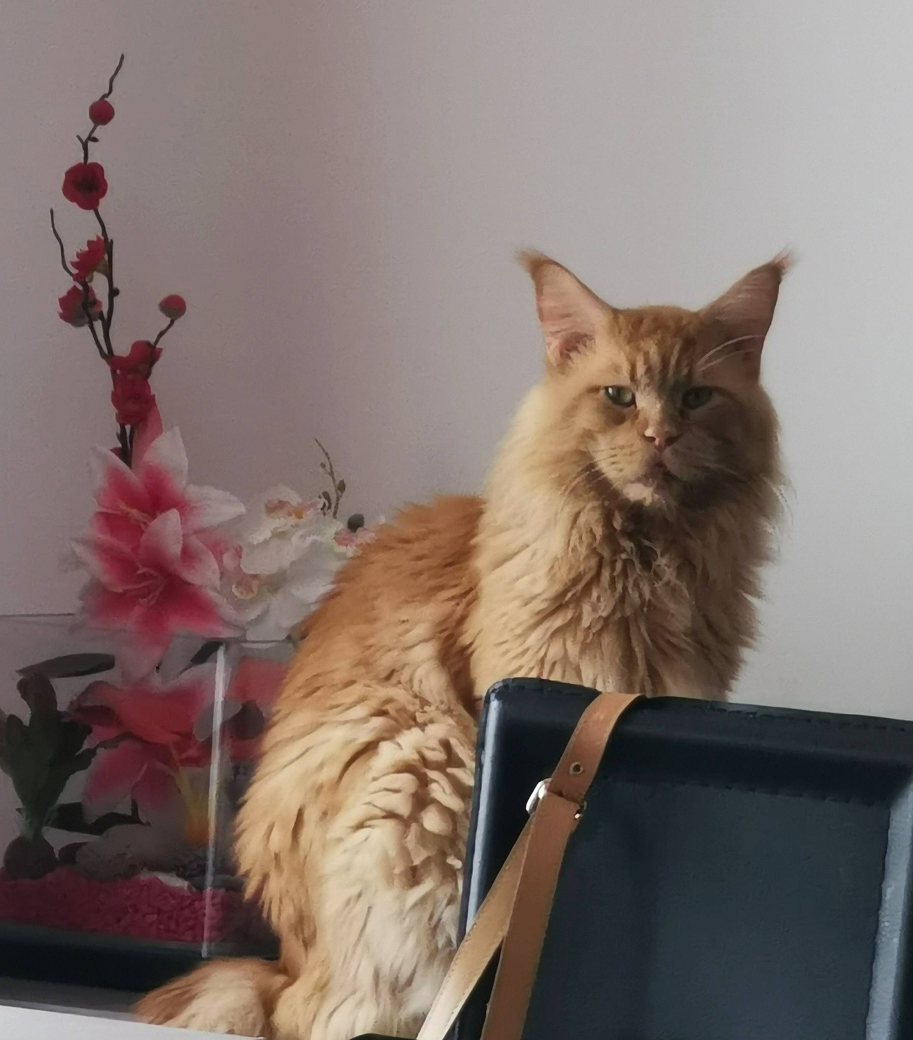 Pataud a rejoint le concours — aidez-le/la à gagner de superbes lots ! box, british_longhair, carnivore, cat, comfort, domestic_short_haired_cat, fawn, felidae, flower, fur, maine_coon, paw, persian, plant, ragdoll, small_to_medium_sized_cats, tail, twig, whiskers, window