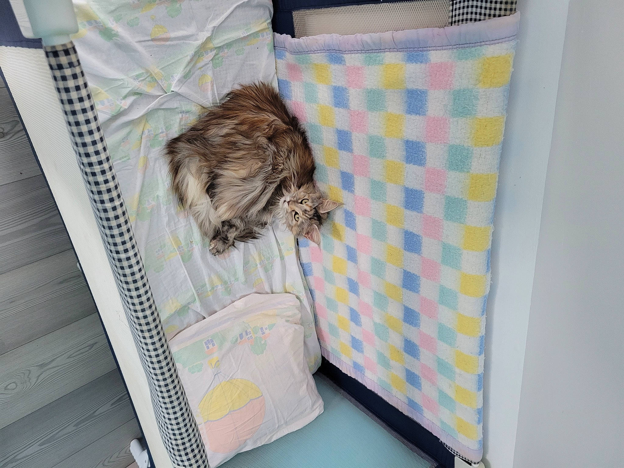 Terra participe au concours pour gagner de l'argent avec cette photo : bedding, canidae, carnivore, cat, comfort, companion_dog, felidae, fur, linens, nap, paper, paper_product, pattern, room, small_to_medium_sized_cats, sporting_group, tail, terrestrial_animal, toy_dog, whiskers