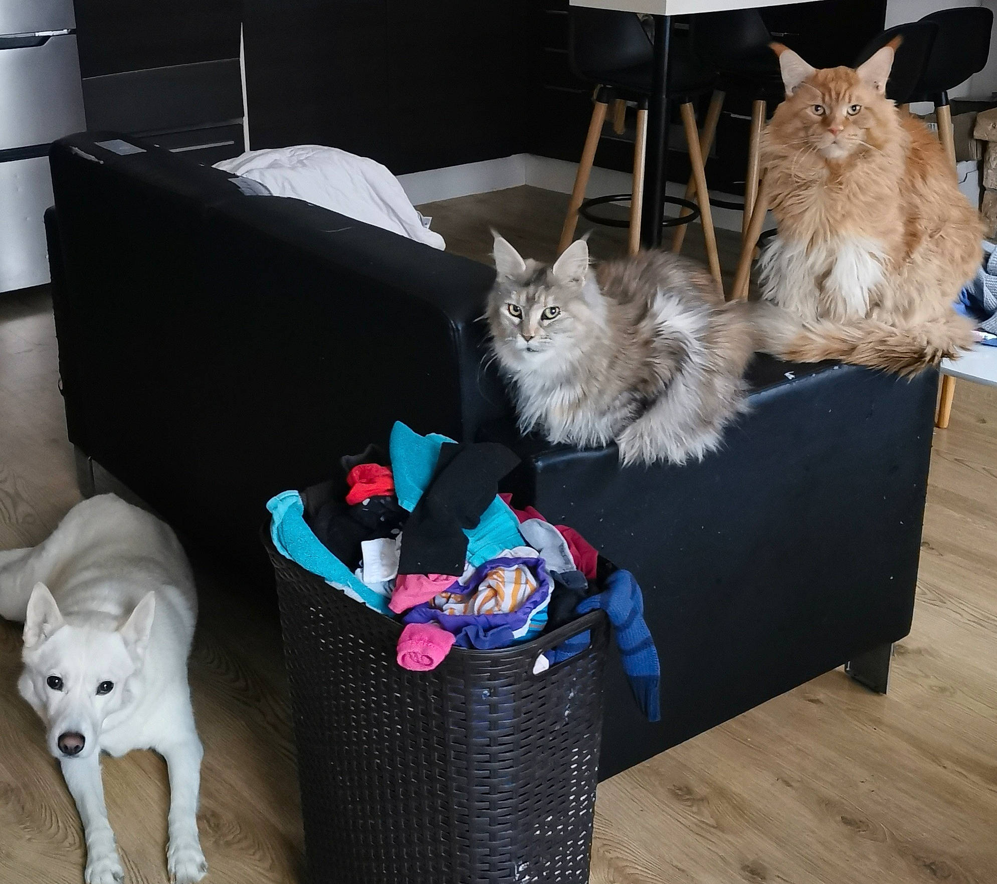 Terra a rejoint le concours — aidez-le/la à gagner de superbes lots ! bag, carnivore, cat, comfort, companion_dog, couch, dog, dog_supply, fawn, felidae, grey, hardwood, luggage_and_bags, mammal, plant, small_to_medium_sized_cats, tail, whiskers, wood, working_animal