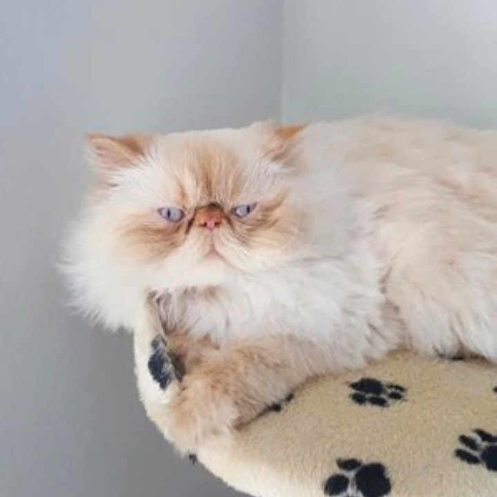 Snowball is registered to the contest to win money with this photo: angora, animal, cat, doll, kitten, pet, siamese, snout, toy