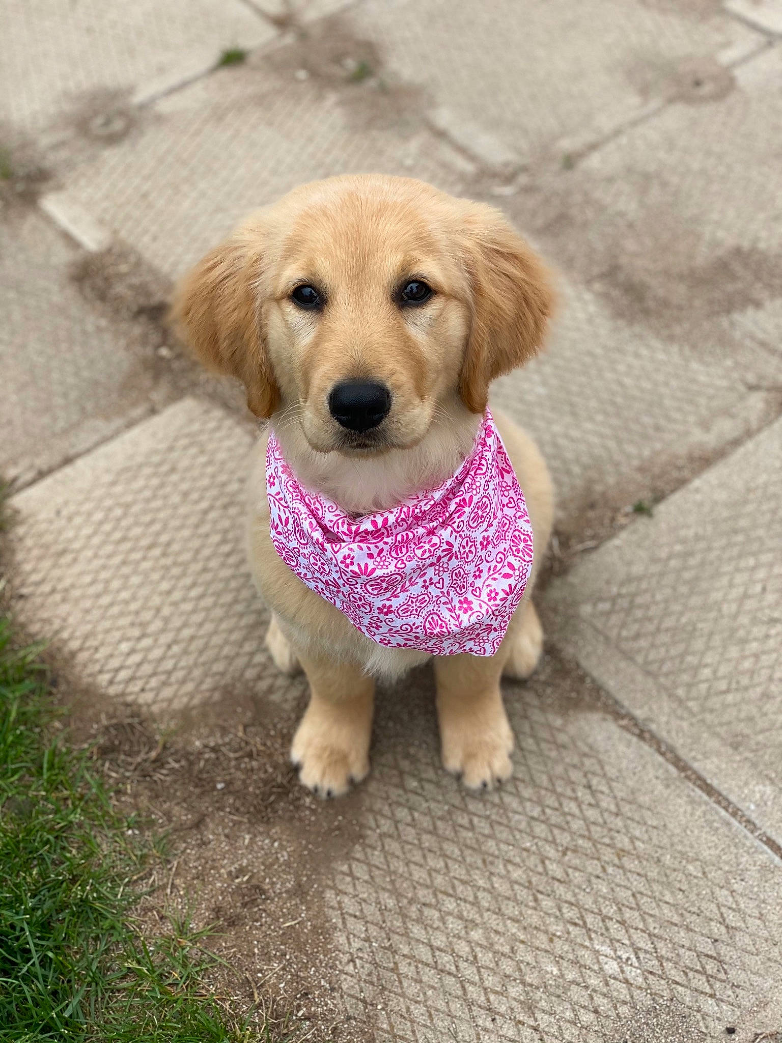 Nova is registered to the contest to win money with this photo: canidae, carnivore, circle, companion_dog, dog, dog_breed, dog_clothes, dog_supply, fashion_accessory, fawn, flooring, fur, grass, pet_supply, plant, road_surface, snout, sporting_group, wood, working_animal