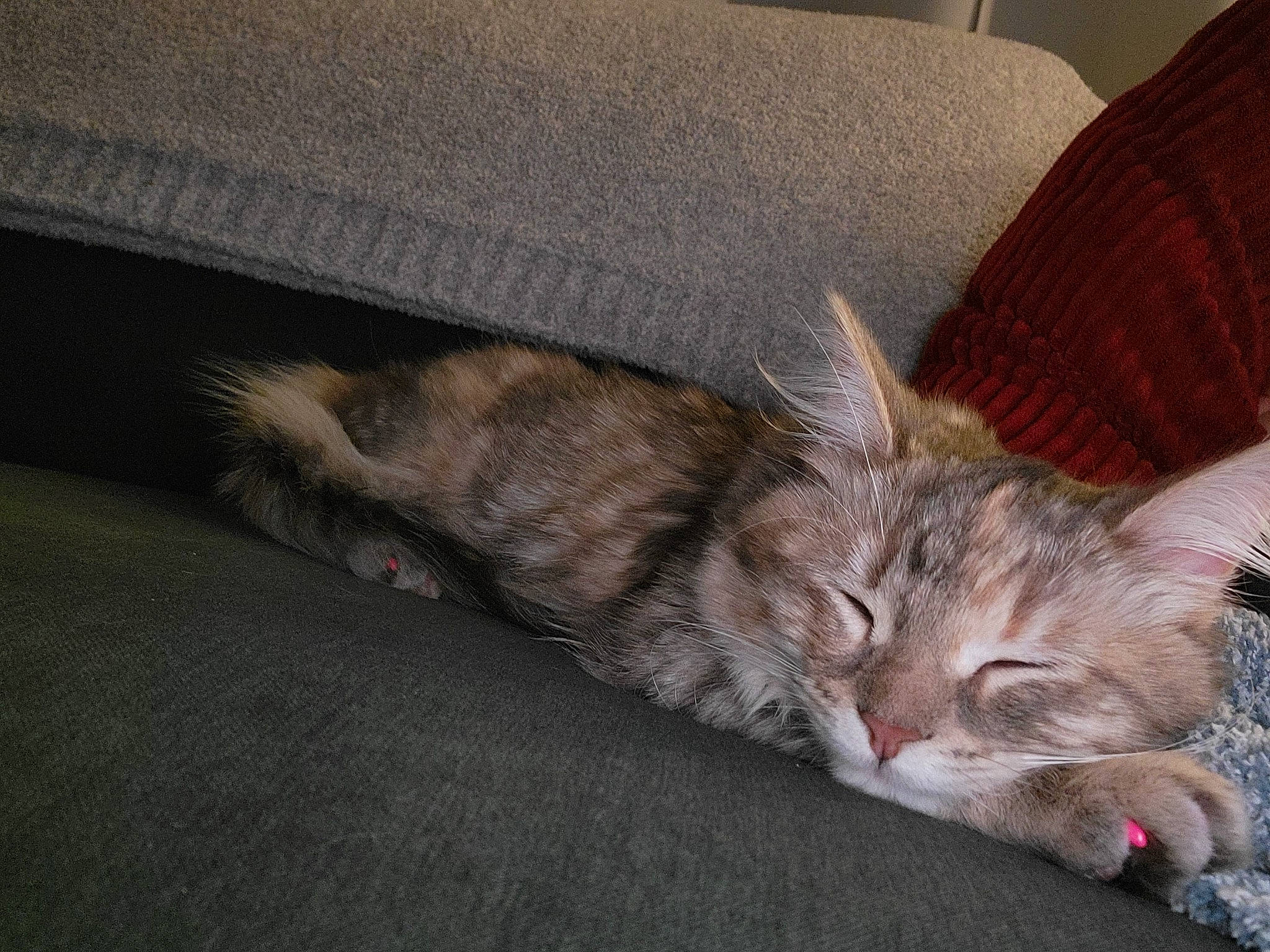 Lola is registered to the contest to win money with this photo: carnivore, cat, claw, comfort, couch, domestic_short_haired_cat, fawn, felidae, fur, grey, nap, paw, small_to_medium_sized_cats, tail, whiskers