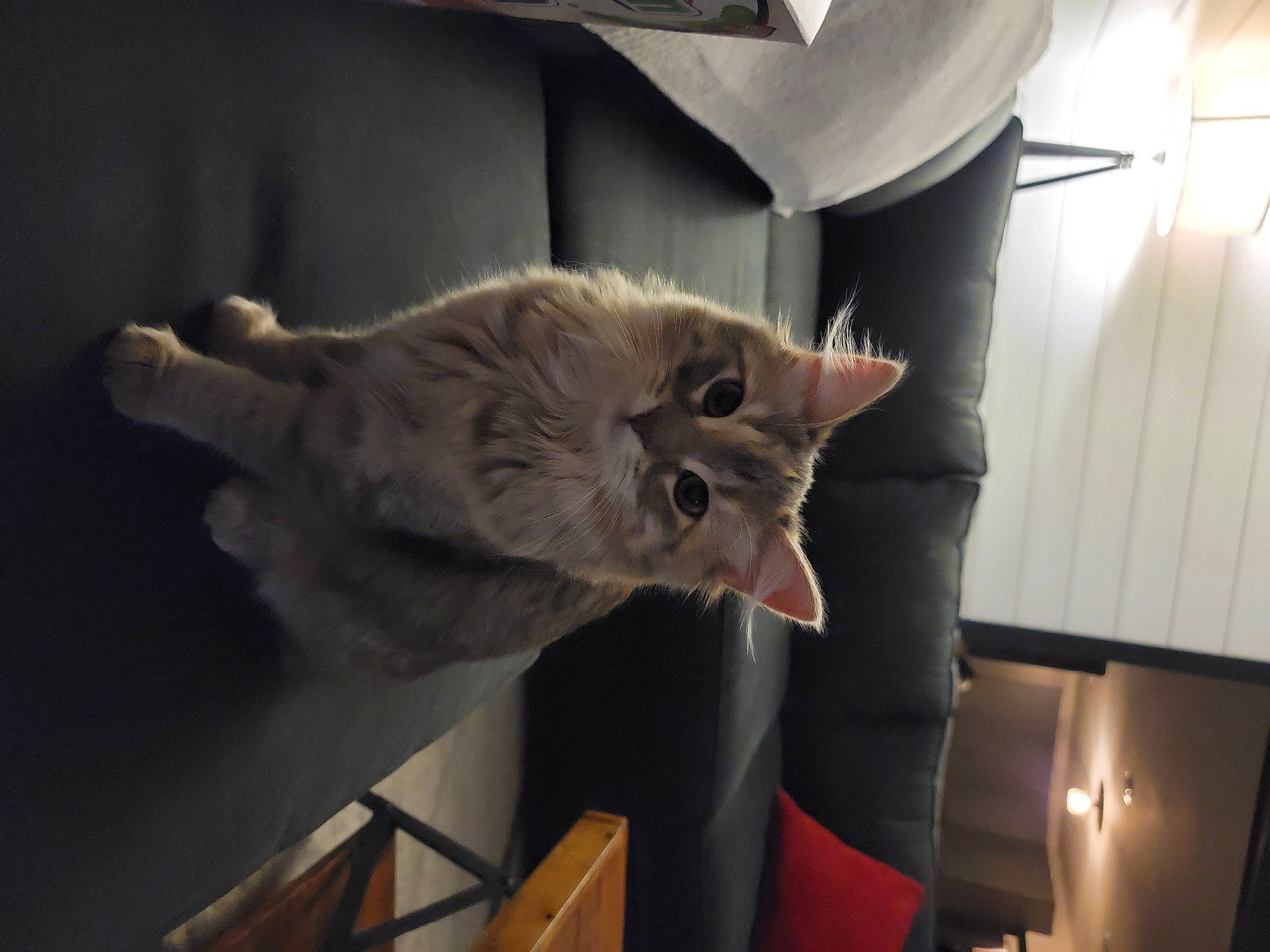 Lola is registered to the contest to win money with this photo: box, canidae, carnivore, cat, comfort, curtain, domestic_short_haired_cat, fawn, felidae, fur, paw, room, small_to_medium_sized_cats, tail, whiskers, wood