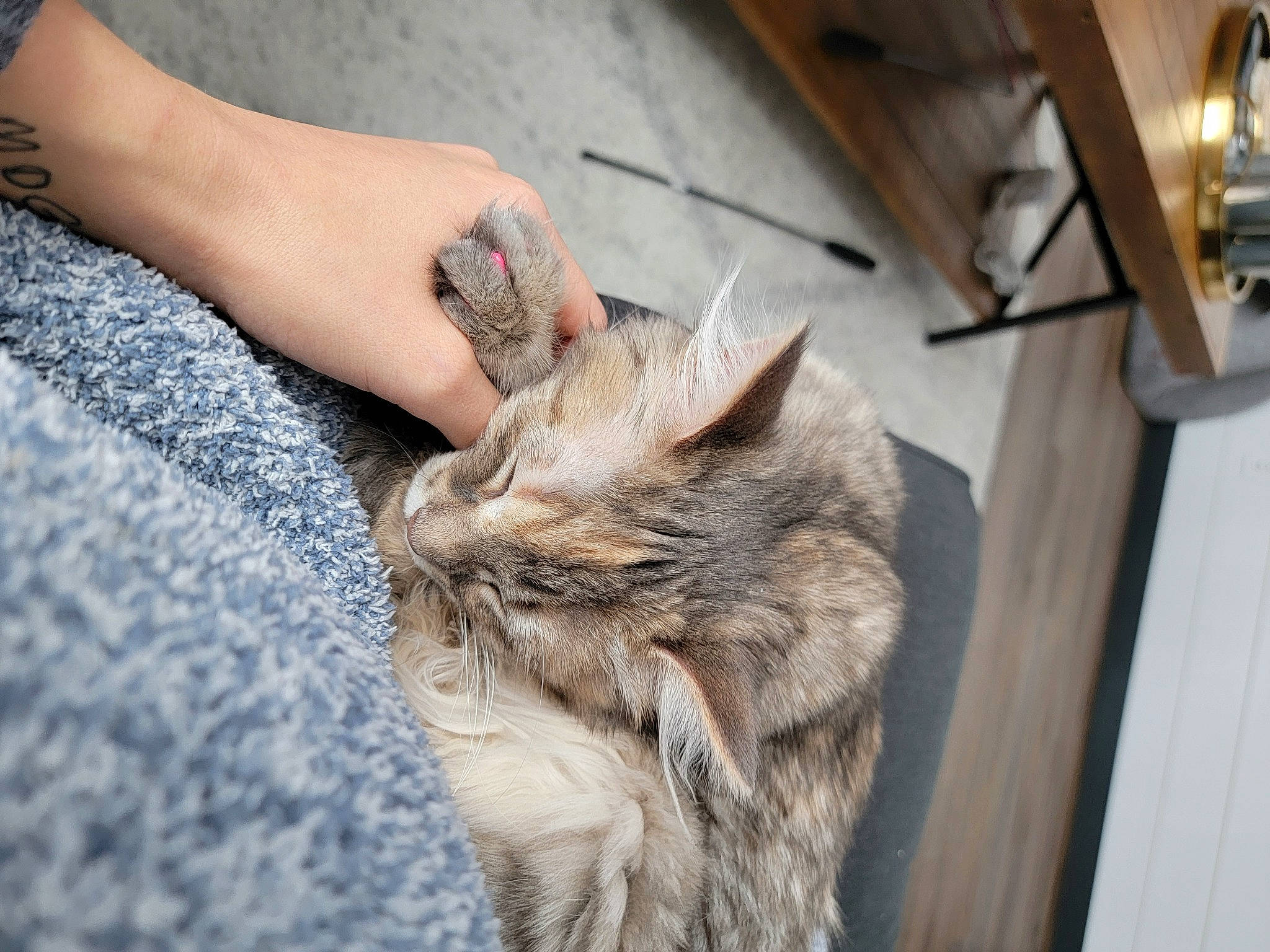 Lola is registered to the contest to win money with this photo: carnivore, cat, claw, domestic_short_haired_cat, felidae, flooring, fur, gesture, hardwood, nap, paw, small_to_medium_sized_cats, snout, terrestrial_animal, whiskers, wood