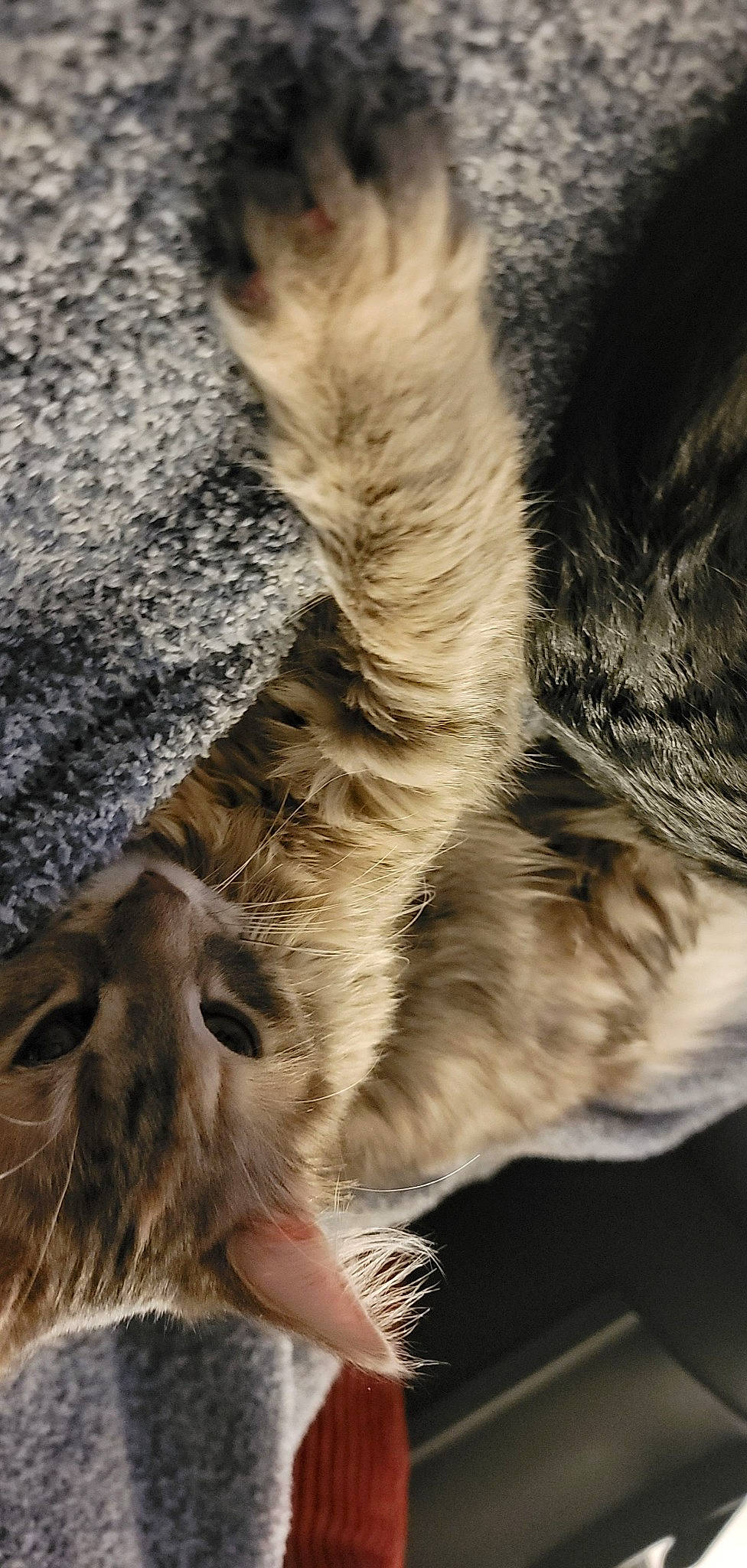 Lola is registered to the contest to win money with this photo: carnivore, cat, claw, close_up, domestic_short_haired_cat, fawn, felidae, fur, nap, paw, plant, sleep, small_to_medium_sized_cats, snout, tail, terrestrial_animal, tree, vertebrate, whiskers, wildlife