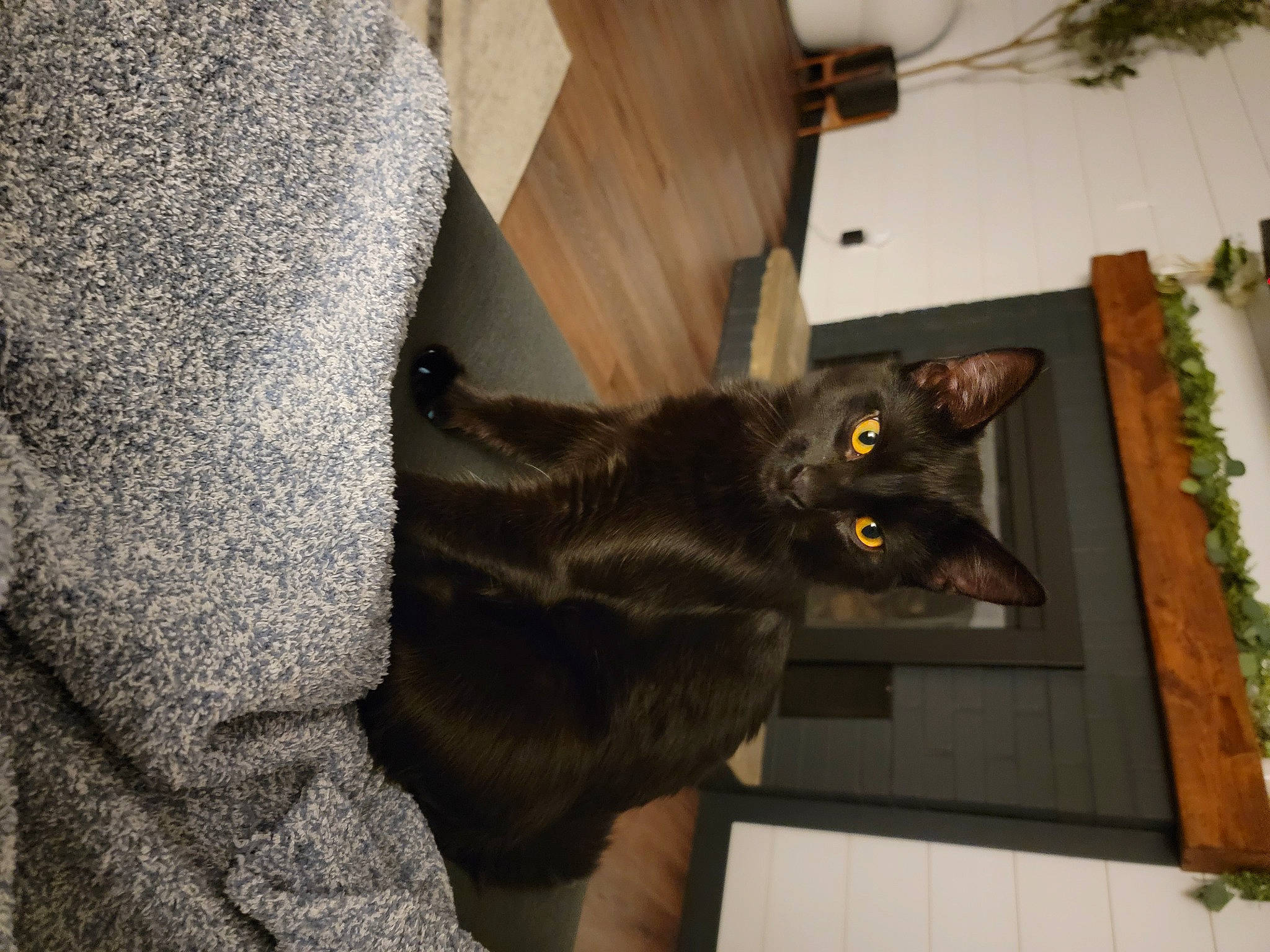 Josey is registered to the contest to win money with this photo: black_cat, bombay, carnivore, cat, claw, domestic_short_haired_cat, felidae, flooring, fur, grey, hardwood, plant, room, small_to_medium_sized_cats, snout, tail, tree, whiskers, window, wood