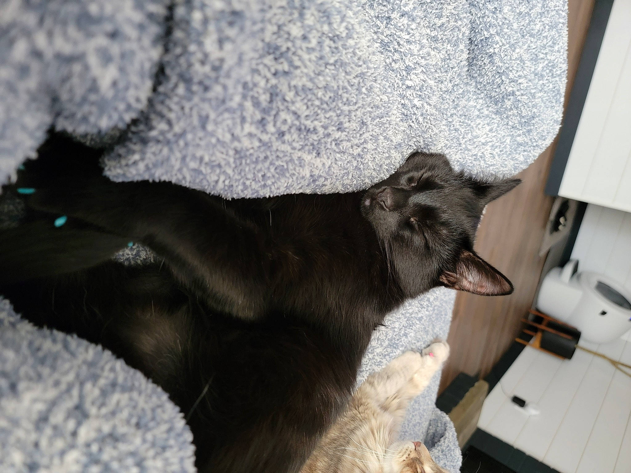 Josey is registered to the contest to win money with this photo: black_cat, canidae, carnivore, claw, comfort, dog_breed, domestic_short_haired_cat, fawn, felidae, fur, grey, small_to_medium_sized_cats, snout, sporting_group, tail, terrestrial_animal, whiskers, wildlife, window, working_animal