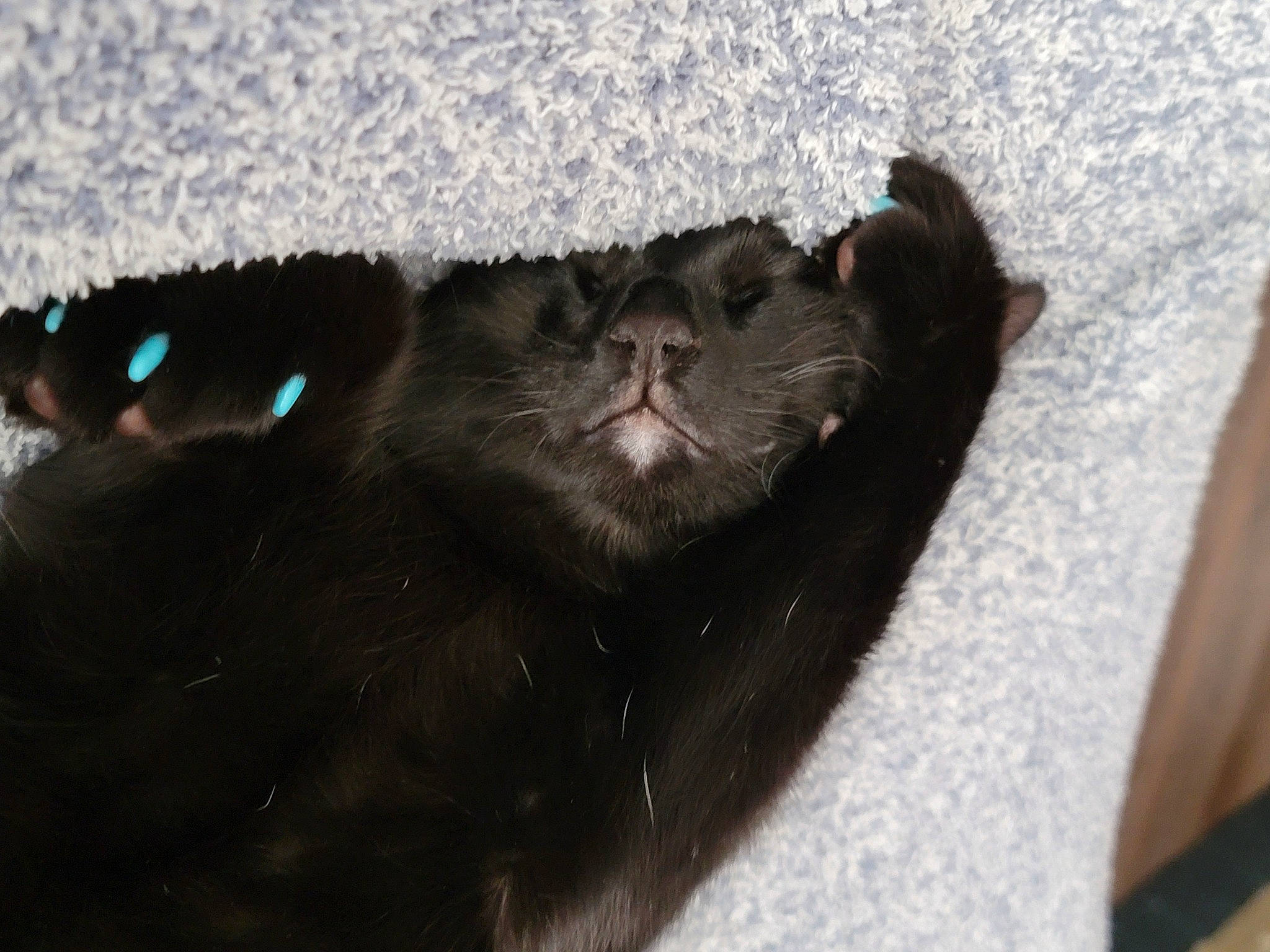 Josey joined the competition — help win amazing prizes! black_cat, bombay, carnivore, cat, claw, comfort, dog_breed, domestic_short_haired_cat, felidae, fur, paw, small_to_medium_sized_cats, snout, tail, terrestrial_animal, whiskers