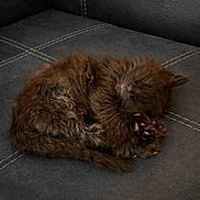 Mellow joined the competition — help win amazing prizes! kitten, sleeping, cat, fur, couch, leather, pet, animal, cozy, rest, paw, cute, domestic, feline, small, indoor, relaxed, soft, curled_up, brown