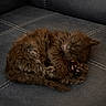 kitten, sleeping, cat, fur, couch, leather, pet, animal, cozy, rest, paw, cute, domestic, feline, small, indoor, relaxed, soft, curled_up, brown