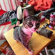 Cece joined the competition — help win amazing prizes! blanket, cat, chair, close_up, curiosity, dr_pepper_can, indoor, keys, kitten, messy_room, paw, pink_chair, pouch, ring_light, soda_can, tabby, table, wallet, whiskers, wooden_table