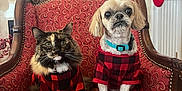 Coco joined the competition — help win amazing prizes! cat, dog, armchair, plaid_shirt, red, black, stockings, christmas, holiday, pet_clothing, furniture, decor, indoor, animal, cute, fluffy, sitting, matching_outfits, festive, cozy