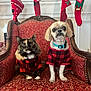 cat, dog, armchair, plaid_shirt, red, black, stockings, christmas, holiday, pet_clothing, furniture, decor, indoor, animal, cute, fluffy, sitting, matching_outfits, festive, cozy