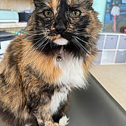 Coco is registered to the contest to win money with this photo: cat, tortoiseshell, fluffy, pet, indoor, close_up, whiskers, green_eyes, fur, collar, bell, sitting, table, shelf, blurred_background, portrait, domestic_animal, feline, household, cute