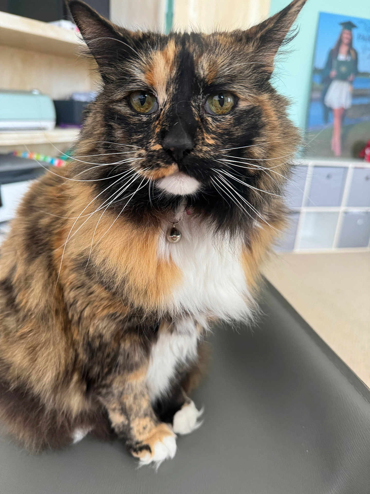 Coco is registered to the contest to win money with this photo: cat, tortoiseshell, fluffy, pet, indoor, close_up, whiskers, green_eyes, fur, collar, bell, sitting, table, shelf, blurred_background, portrait, domestic_animal, feline, household, cute