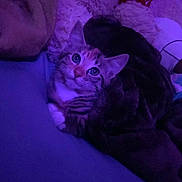 Somy joined the competition — help win amazing prizes! animal, bed, blanket, cat, closeup, cozy, curious, cute, feline, indoor, kitten, looking, pet, plush, purple_lighting, resting, snuggling, soft_texture, stuffed_animal, tabby