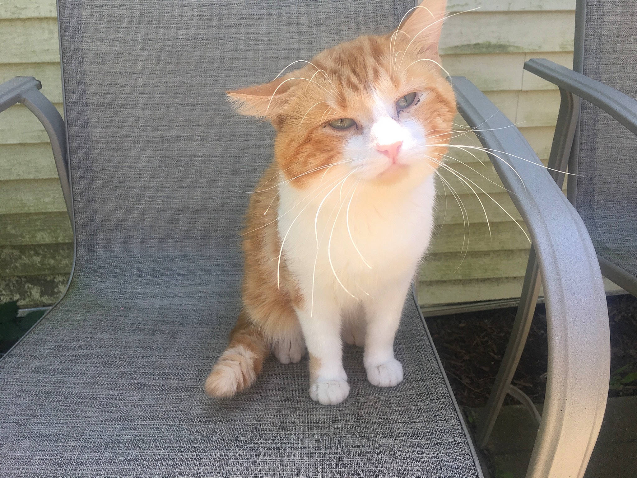 Cesar joined the competition — help win amazing prizes! aegean_cat, carnivore, cat, cymric, domestic_long_haired_cat, domestic_short_haired_cat, european_shorthair, fawn, felidae, fur, kitten, mammal, norwegian_forest_cat, polydactyl_cat, ragamuffin, small_to_medium_sized_cats, tabby_cat, tail, whiskers