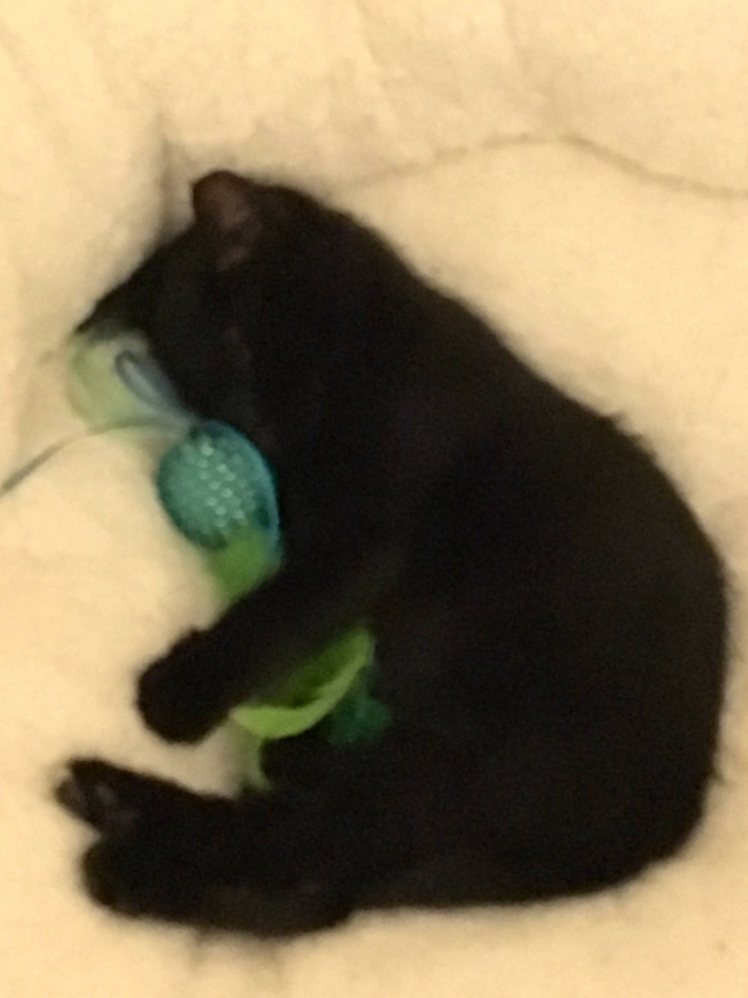 Cloe joined the competition — help win amazing prizes! black, black_cat, bombay, canidae, carnivore, cat, felidae, fur, nap, polydactyl_cat, small_to_medium_sized_cats, sporting_group, tail, whiskers