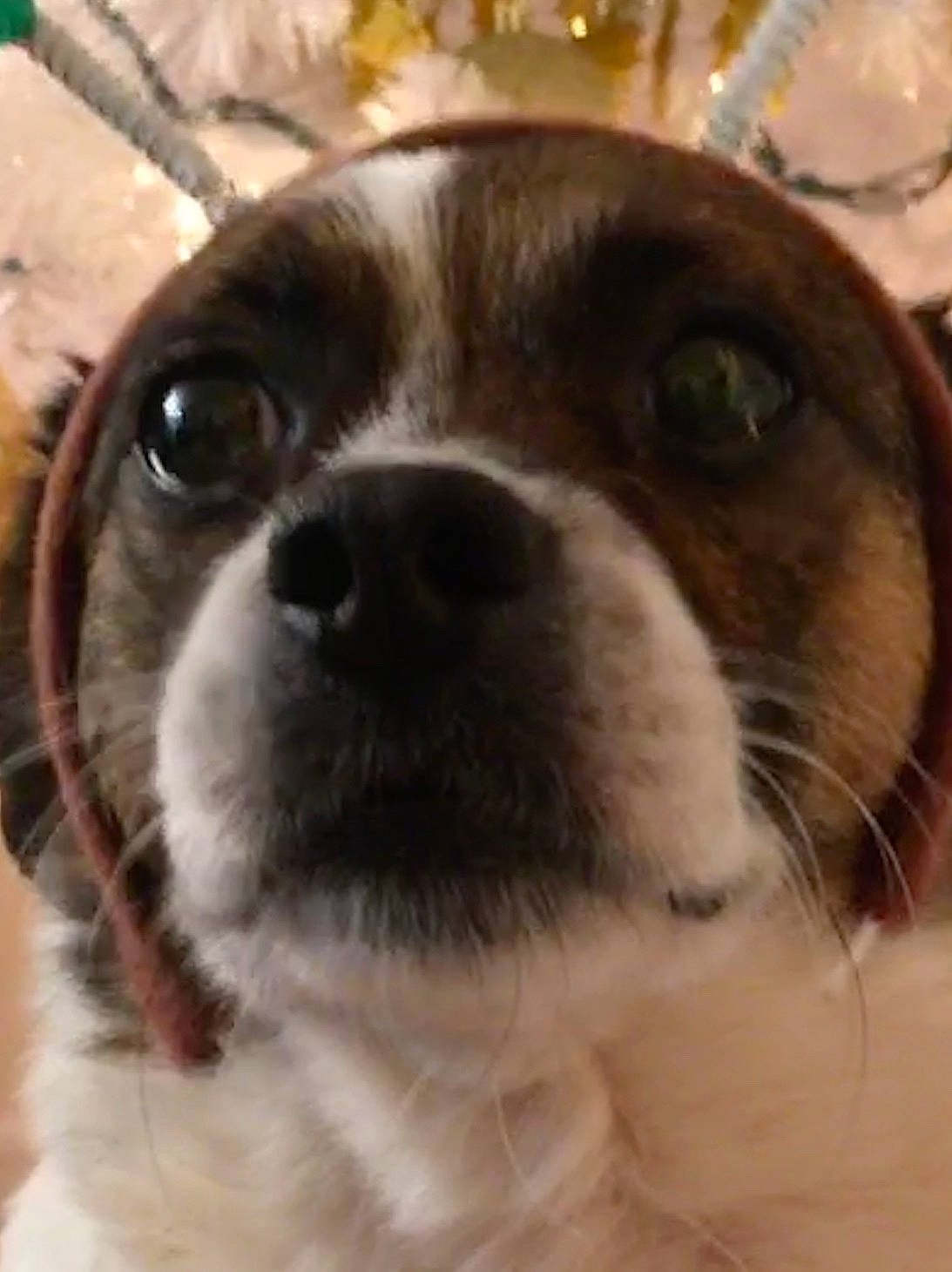 Oliver is registered to the contest to win money with this photo: ancient_dog_breeds, canidae, carnivore, close_up, companion_dog, dog, dog_breed, eye, fawn, head, japanese_chin, mammal, nose, phalene, puppy, rare_breed_dog, shih_tzu, snout, sporting_group, whiskers