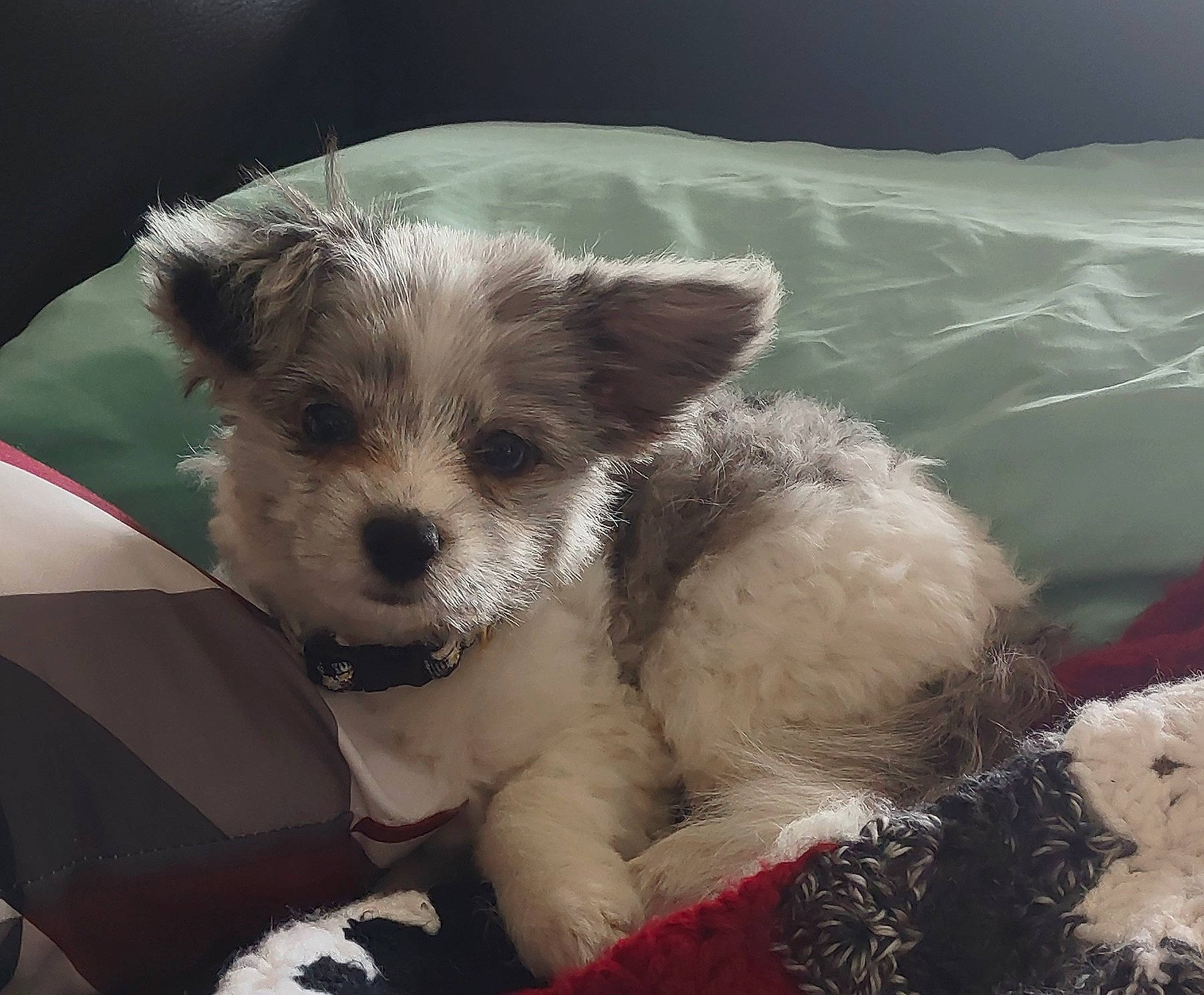 Leia is registered to the contest to win money with this photo: carnivore, cloud, companion_dog, dog, dog_breed, dog_supply, fur, meteorological_phenomenon, non_sporting_group, paw, small_terrier, snout, terrestrial_animal, terrier, toy_dog, whiskers, windshield, working_terrier