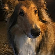 Keira joined the competition — help win amazing prizes! dog, collie, fluffy, indoor, pet, close_up, brown, white, fur, animal, canine, portrait, looking, ears, face, furniture, carpet, warm_lighting, domestic, house
