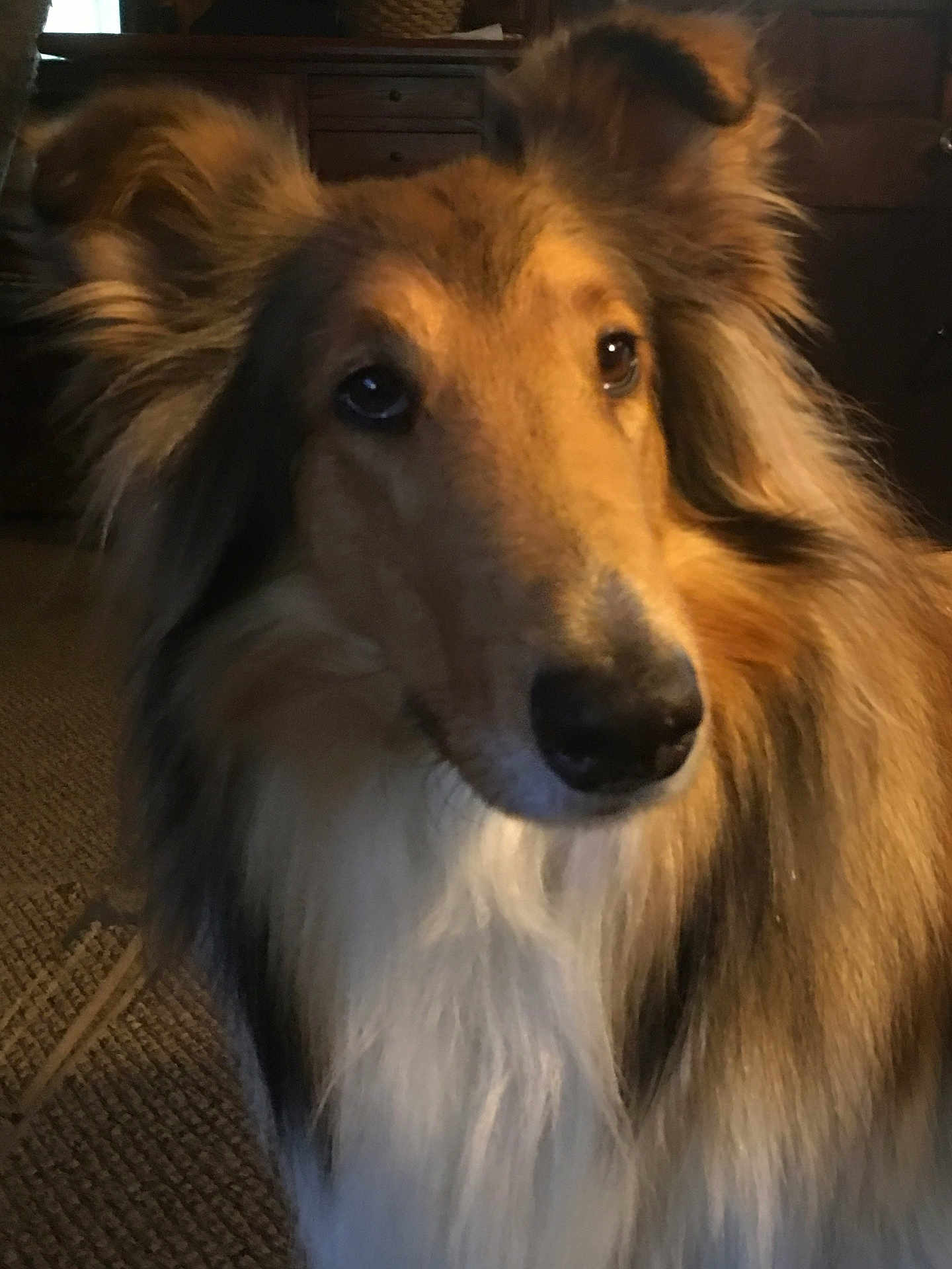 Keira joined the competition — help win amazing prizes! dog, collie, fluffy, indoor, pet, close_up, brown, white, fur, animal, canine, portrait, looking, ears, face, furniture, carpet, warm_lighting, domestic, house