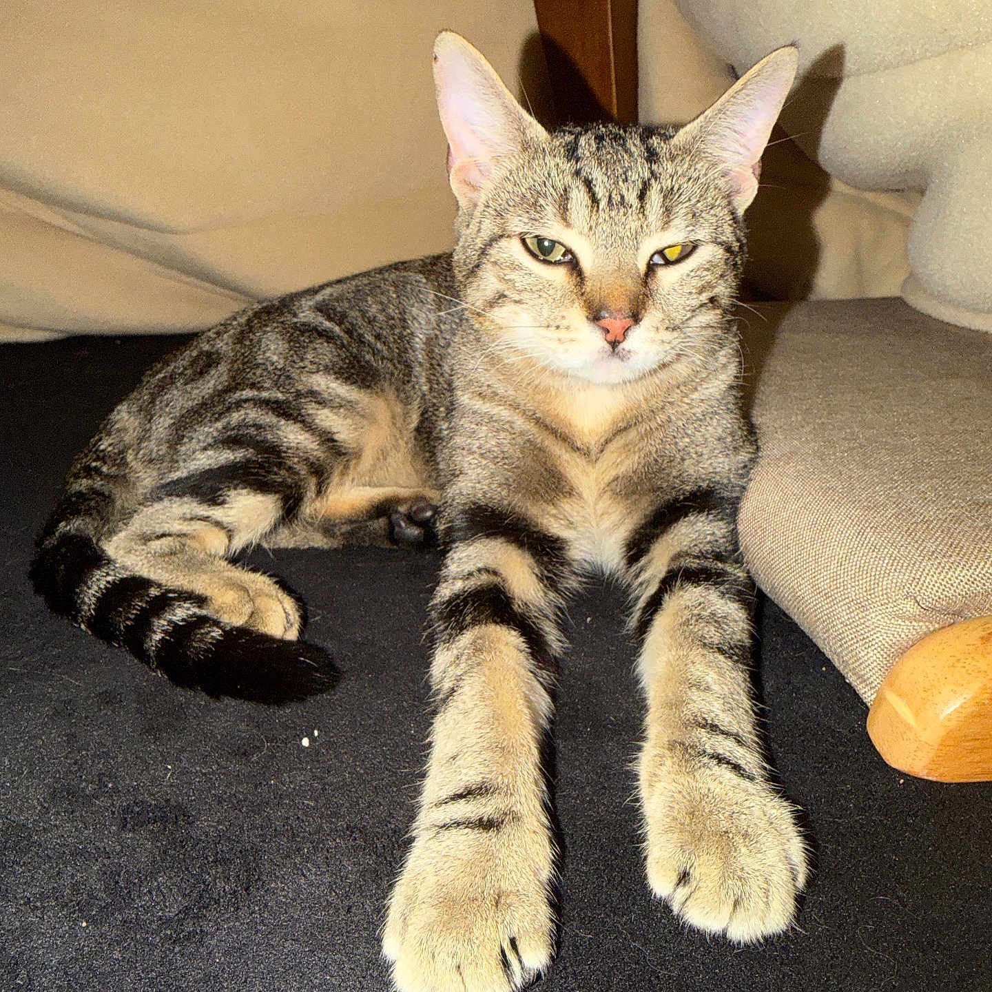 Koki is registered to the contest to win money with this photo: tabby_cat, cat, pet, animal, feline, indoor, relaxed, paws, striped, fur, whiskers, ears, face, couch, cushion, wooden_furniture, resting, looking, closeup, domestic_cat