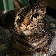 Luna Goyita is registered to the contest to win money with this photo: cat, tabby, close_up, pet, whiskers, eyes, fur, indoor, blanket, star_pattern, cozy, animal, mammal, resting, cute, domestic_cat, portrait, feline, soft_light, relaxed