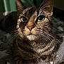 cat, tabby, close_up, pet, whiskers, eyes, fur, indoor, blanket, star_pattern, cozy, animal, mammal, resting, cute, domestic_cat, portrait, feline, soft_light, relaxed