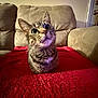 Luna Goyita joined the competition — help win amazing prizes! cat, tabby, pet, indoor, couch, red_blanket, feline, whiskers, ears, fur, domestic_animal, curious, sitting, looking_up, home, cozy, furniture, animal, cute, companion