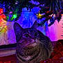 Luna Goyita joined the competition — help win amazing prizes! cat, tabby, christmas_tree, christmas_lights, holiday, festive, decorations, colorful, indoor, pet, animal, whiskers, fur, cozy, red_cloth, greenery, relaxed, cute, lighting, background