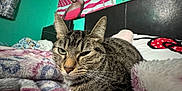 Luna Goyita is registered to the contest to win money with this photo: cat, tabby_cat, bedroom, blanket, poster, american_flag, wall, headboard, furniture, indoor, pet, fur, whiskers, sleepy, closeup, cozy, resting, animal, domestic_cat, curtains