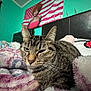 cat, tabby_cat, bedroom, blanket, poster, american_flag, wall, headboard, furniture, indoor, pet, fur, whiskers, sleepy, closeup, cozy, resting, animal, domestic_cat, curtains