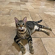 Genos is registered to the contest to win money with this photo: cat, tabby, collar, bell, tiled_floor, indoor, pet, animal, feline, striped, relaxed, looking_at_camera, ears_up, whiskers, paws, tail, floor_tiles, home, domestic, household