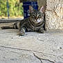 Genos joined the competition — help win amazing prizes! cat, tabby, animal, pet, relaxed, floor, stone, pillar, outdoor, blurred_background, resting, feline, whiskers, ears, claws, nature, sunlight, calm, domestic_cat, mammal