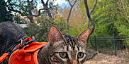Genos is registered to the contest to win money with this photo: cat, tabby, orange_harness, pet, animal, outdoor, nature, trees, greenery, blue_tiles, toy, curious, whiskers, ears, fur, leash, path, fence, daylight, close_up