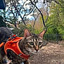cat, tabby, orange_harness, pet, animal, outdoor, nature, trees, greenery, blue_tiles, toy, curious, whiskers, ears, fur, leash, path, fence, daylight, close_up
